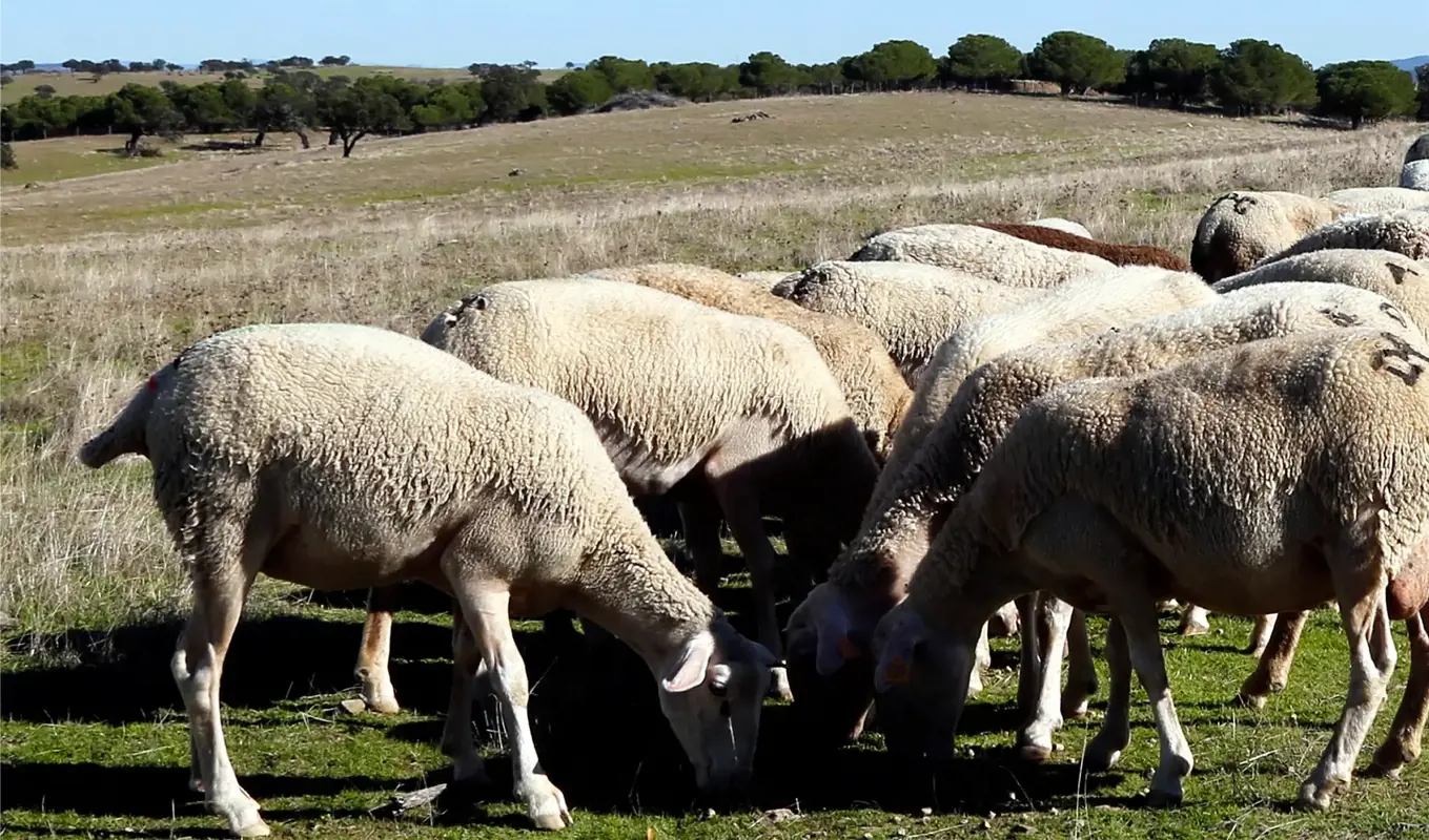 Domingos Guerreiro, Mértola testimonial